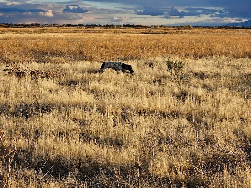 Ogden Bay Waterfowl Management Area - Image 3