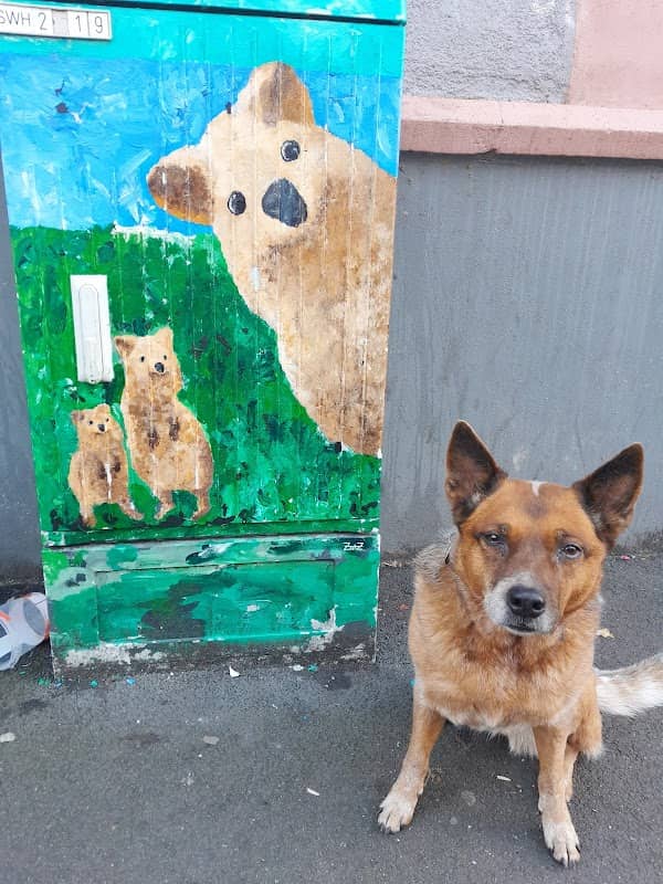 Heidelberger Quokka-Stromkasten - Image 1