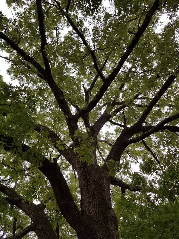 York Terrace Park - Image 2