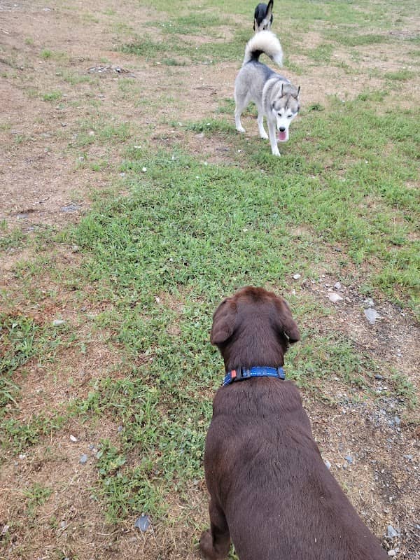 Happy Tails Dog Park - Image 2
