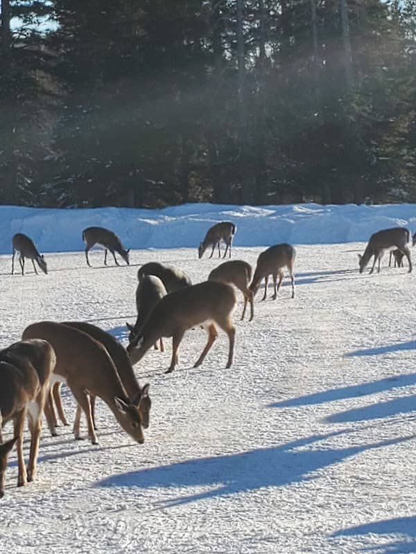 Power's Deer Farm - Image 2