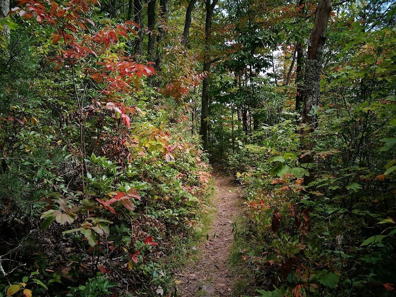 Peters Mountain Wilderness - Image 1