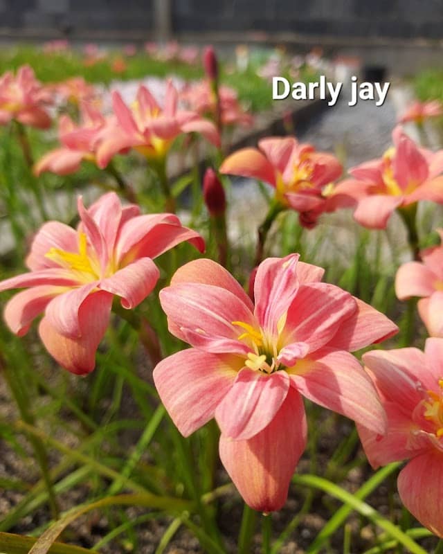 Rain Lily morning - Image 1
