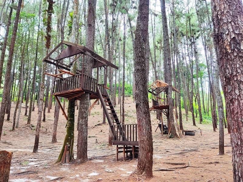 Wisata Hutan Pinus Cadika - Image 1