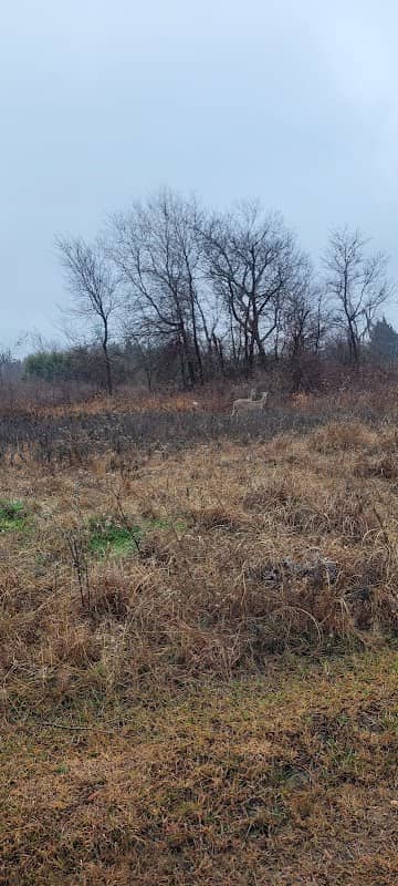 Liberty Grove CampGround - Image 2
