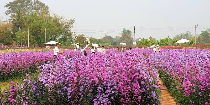 Nicha Garden - Image 2