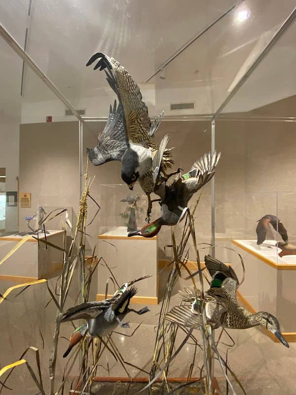 The Ward Museum of Wildfowl Art - Image 2