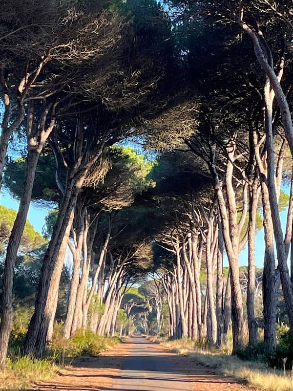 Parco Regionale Migliarino, San Rossore, Massaciuccoli - Image 2