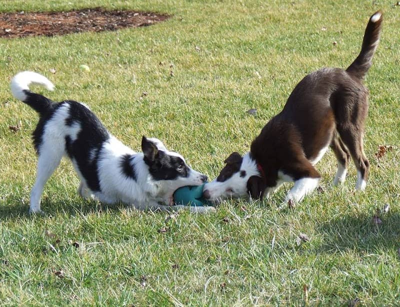 River Bend Pet Center - Image 2