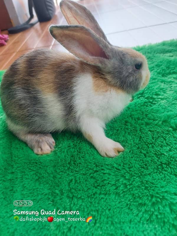 DAFI RABBITY JUAL BELI KELINCI ( TAMAN KELINCI ) - Image 1
