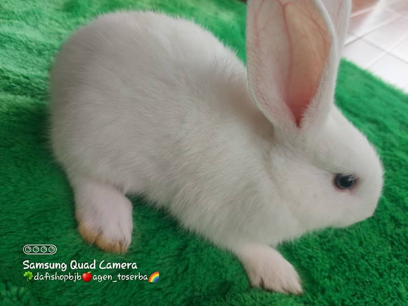 DAFI RABBITY JUAL BELI KELINCI ( TAMAN KELINCI ) - Image 2