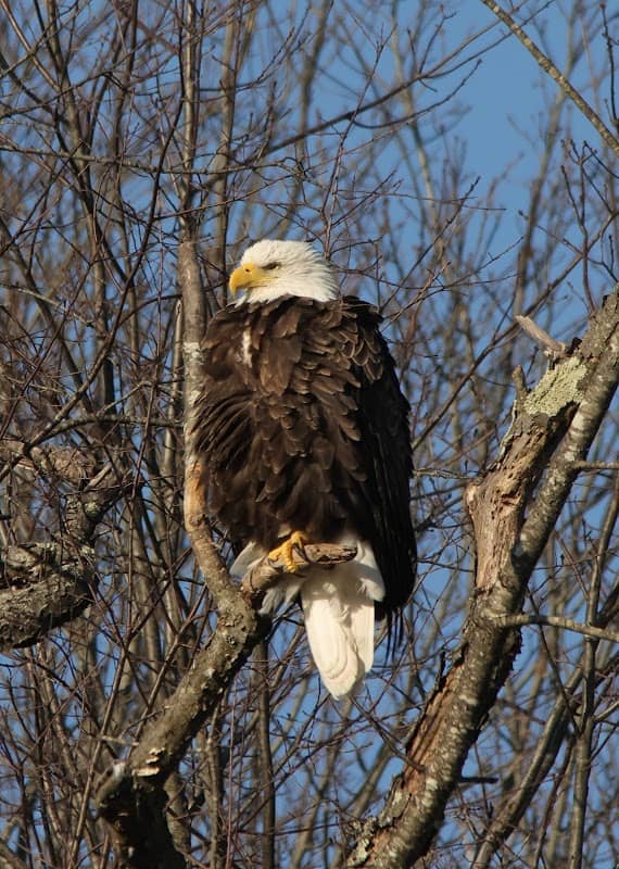 Eagle's nest - Image 1