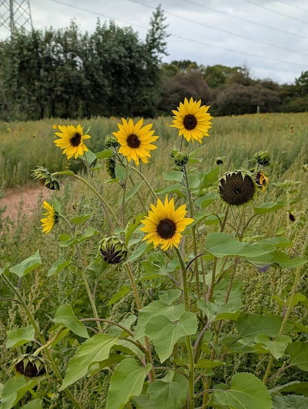 Puxton park sunflower field - Image 1