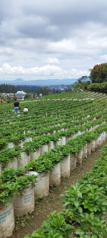 Kebun strawberry S&A Pandia - Image 1