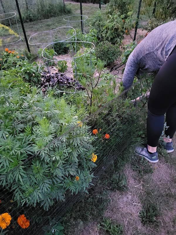 Harrisburg Community Gardens - Image 1