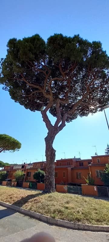Il Pino Secolare - Image 1