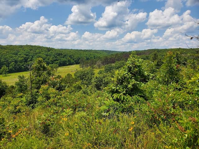 J T Nickel Family Nature And Wildlife Preserve - Image 3