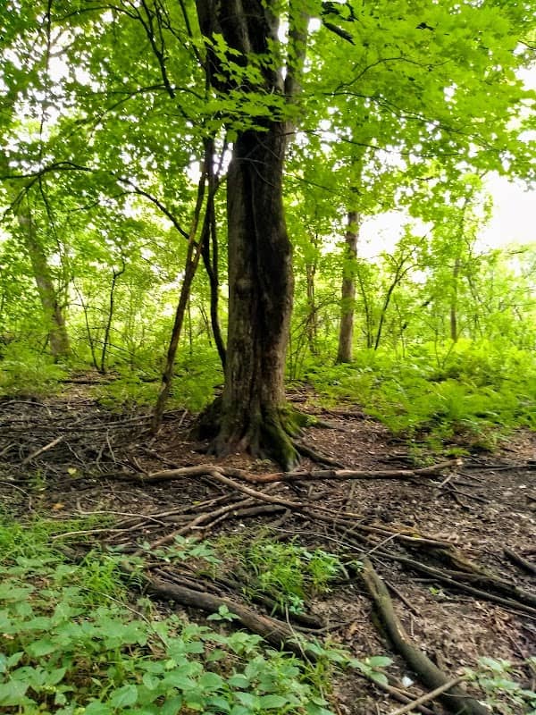 Demmler Park - Image 1