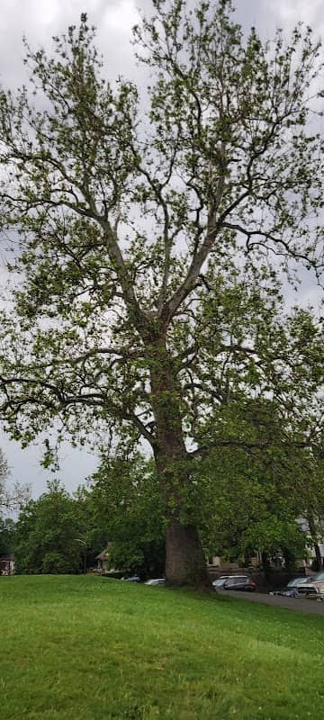 Nelson Park - Image 1