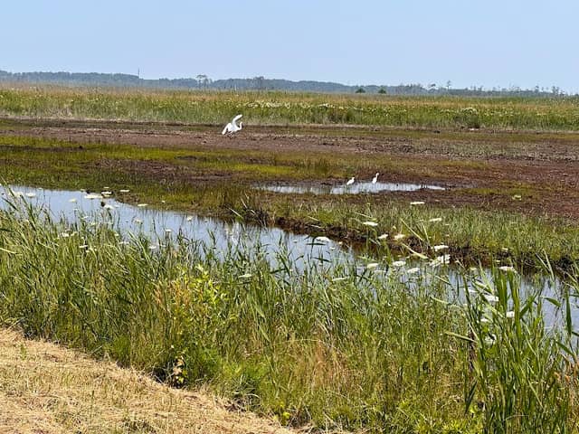 Mackay Island National Wildlife Refuge - Image 1