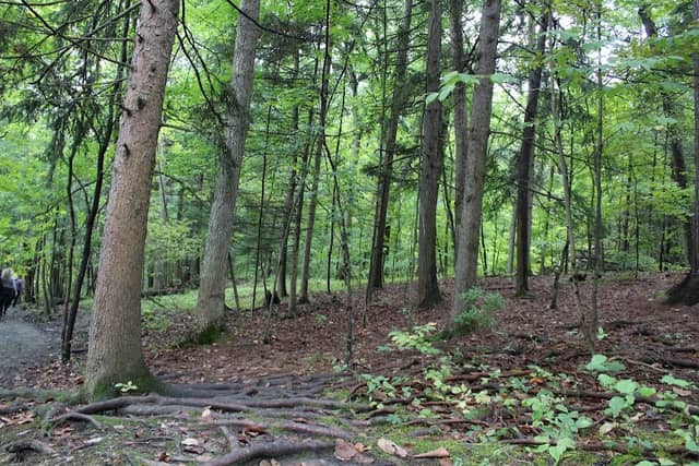 State Game Lands Number 35 - Image 1