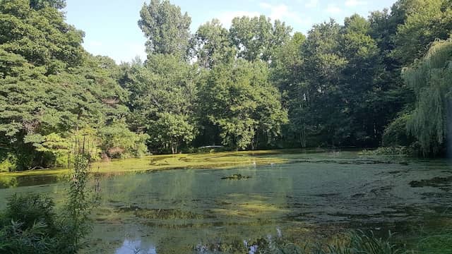Brinton Brook Sanctuary - Image 2