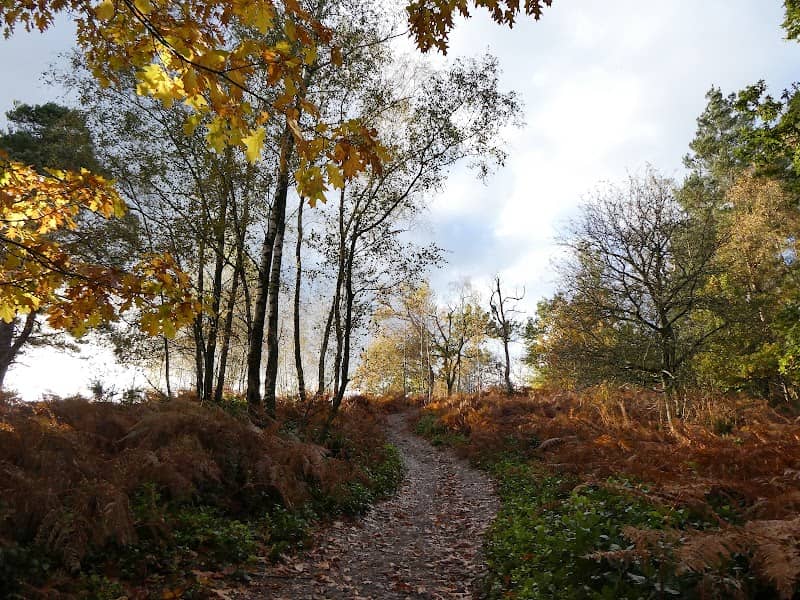National Trust - Hydon's Ball and Heath - Image 2