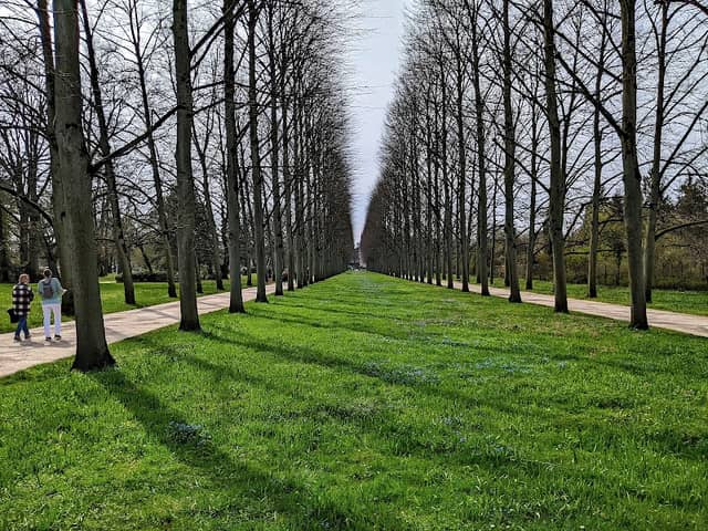 Lindenallee - Image 1