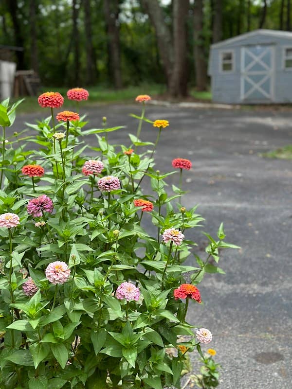 Littel Gardens - Image 2
