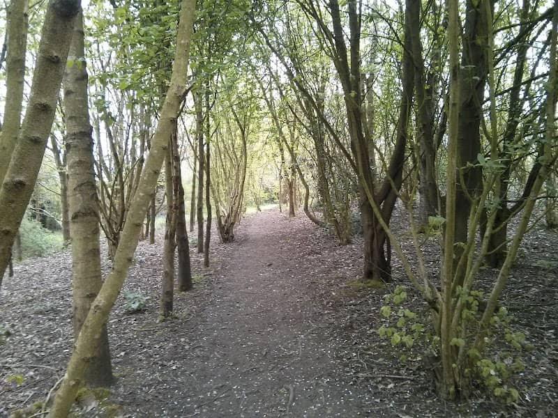 Filnore Community Woodland - Image 1