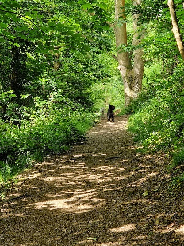 Filnore Community Woodland - Image 2