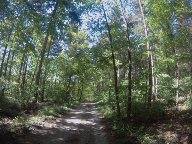 Steinrutsch am Gemeindewald - Image 1