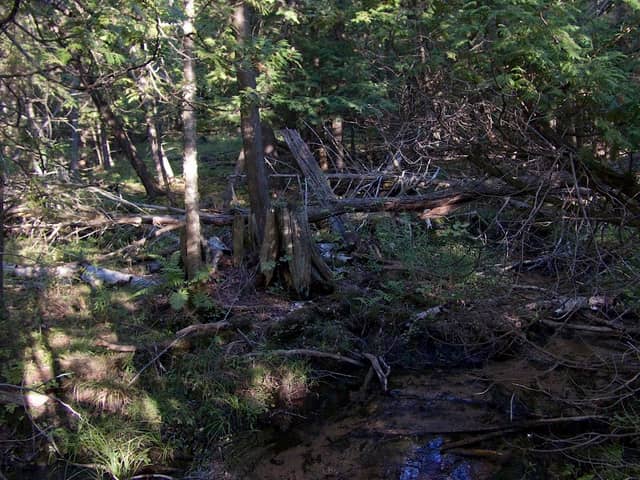Hatlem Creek Preserve: The Leelanau Conservancy - Image 1