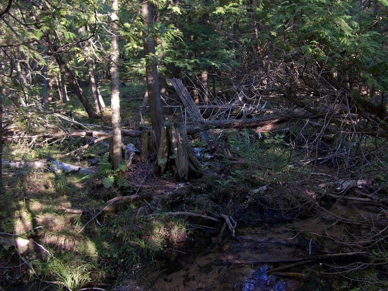 Hatlem Creek Preserve: The Leelanau Conservancy - Image 1