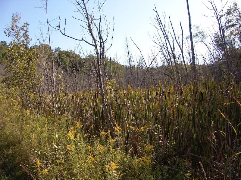 Hatlem Creek Preserve: The Leelanau Conservancy - Image 2