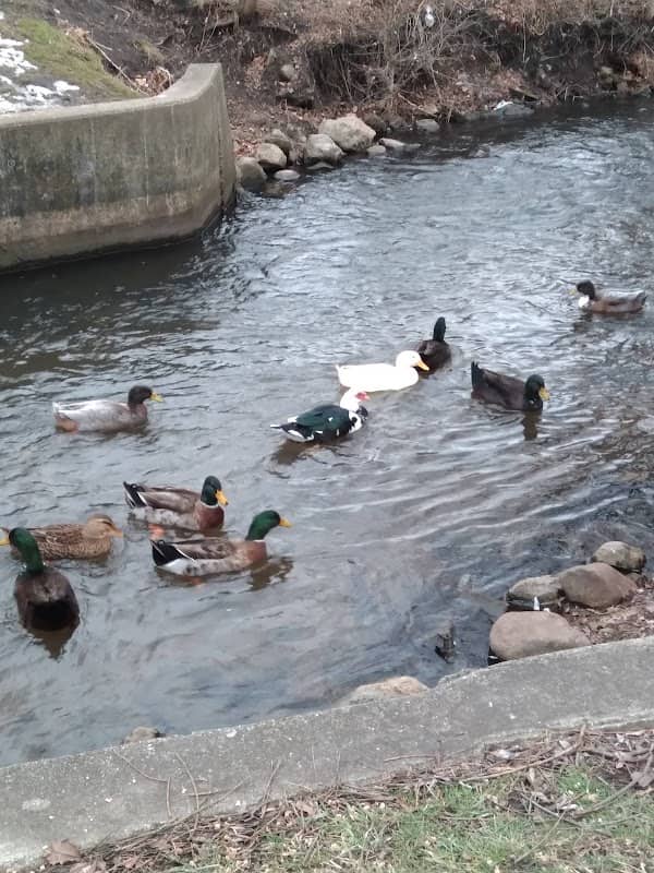 McCoy Pond Duck Park - Image 1