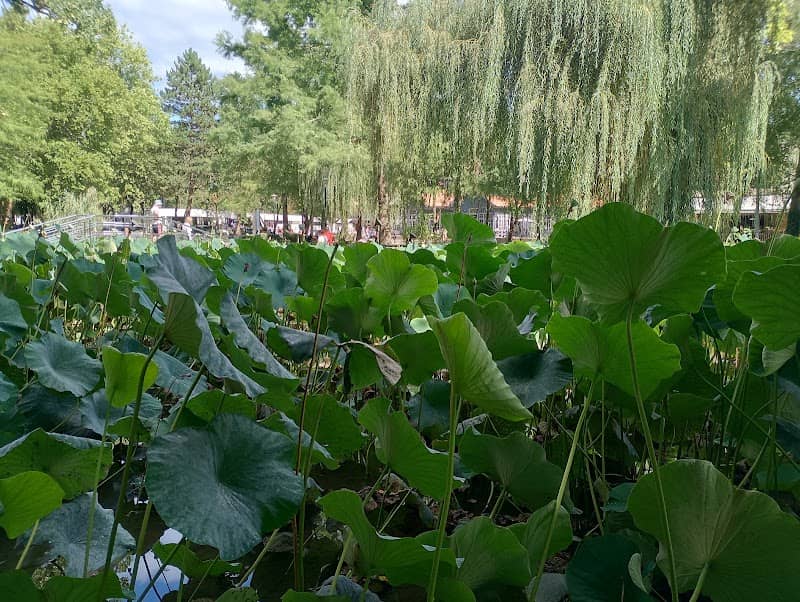 Lac cu LOTUȘI (2) - Image 1