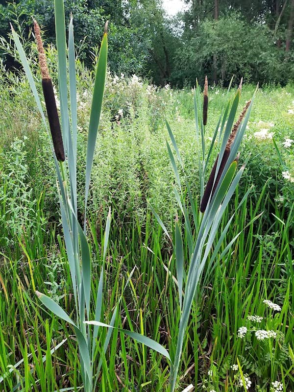 Blacke Marsh and White Wickets Nature Reserve - Image 2