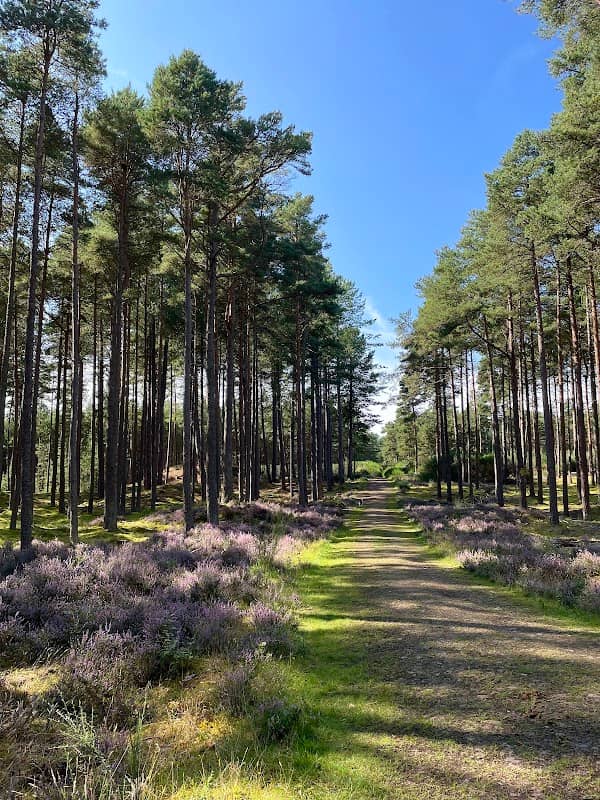 Roseisle Pine Forest & Park - Image 2