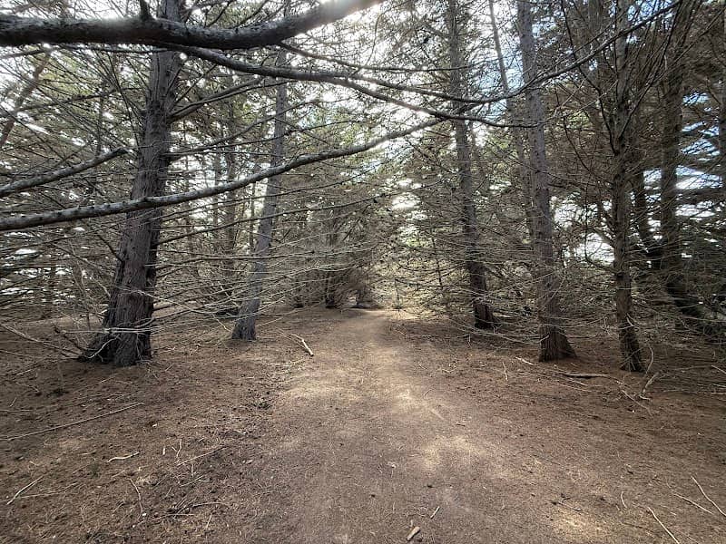 Wavecrest Cypress Tree Tunnel - Image 3