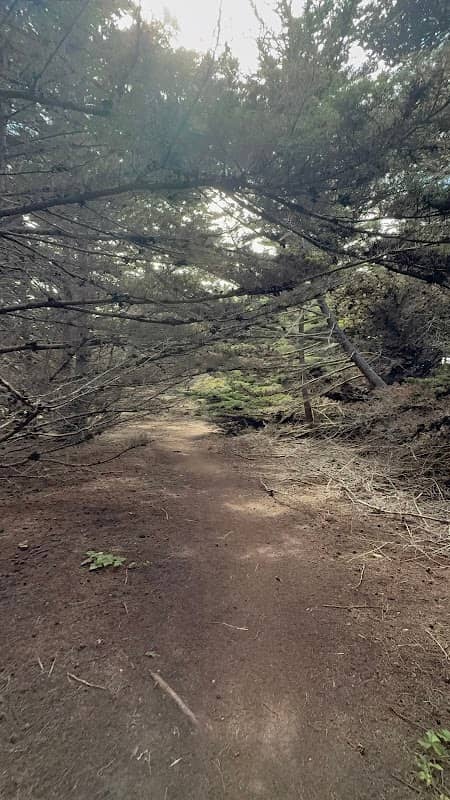 Wavecrest Cypress Tree Tunnel - Image 2