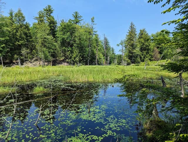 Isinglass River Conservation Reserve - Image 1