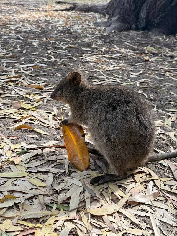 Rottnest Island - Image 2