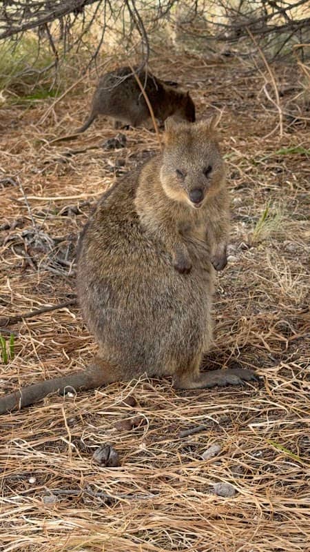 Rottnest Island - Image 1