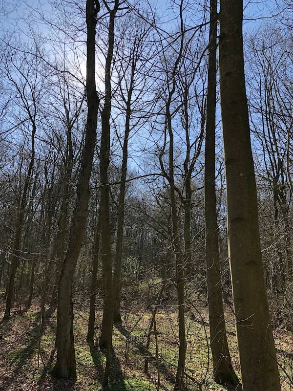 Skalskoven - Image 1