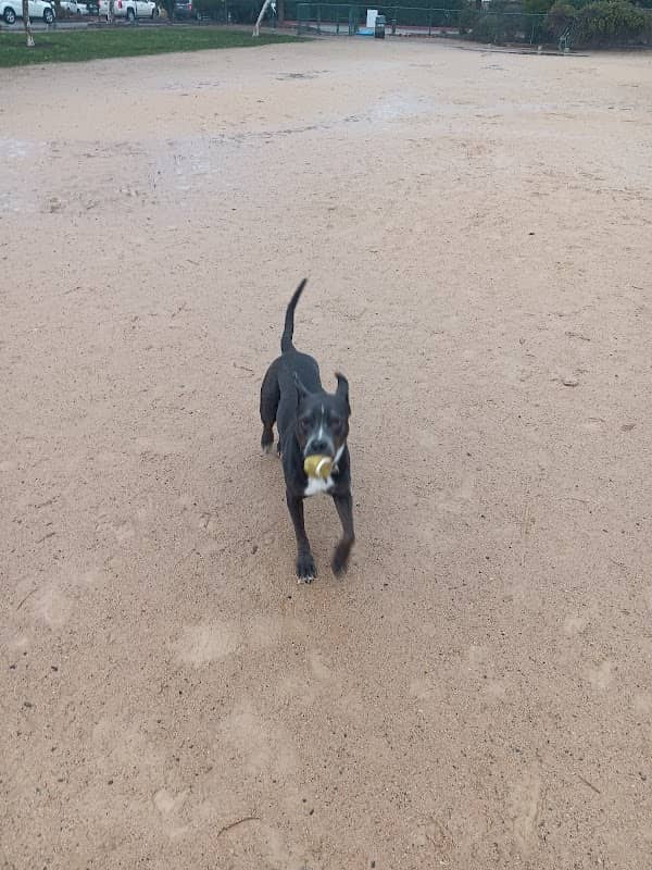 DeGarmo Dog Park - Image 1