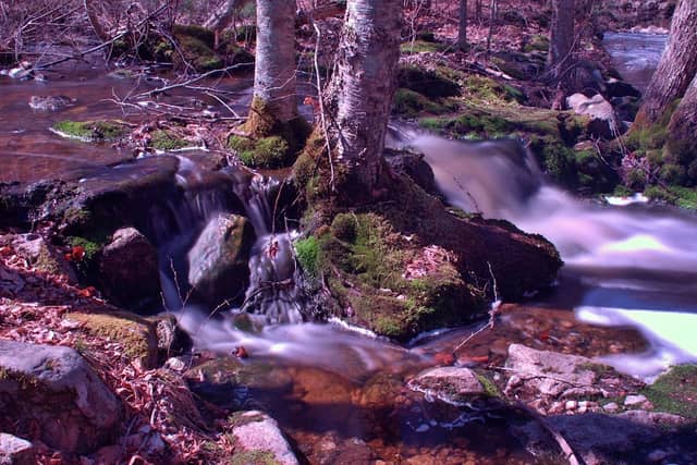 Mill Brook Pond - Image 2