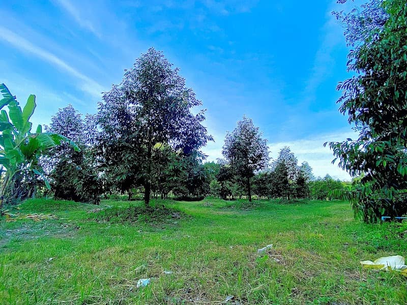 ป้าเผือกการ์เด้น - Image 1