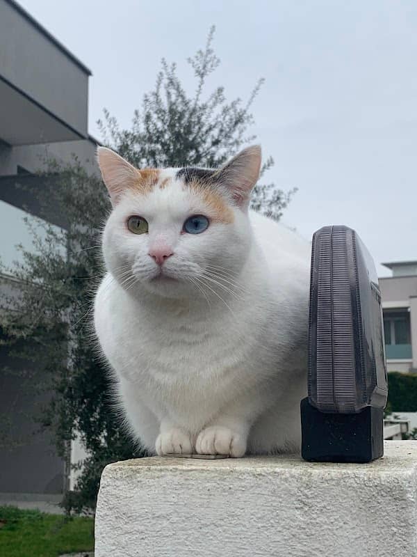 Cora the cutest cat - Image 1