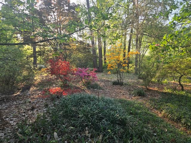 Ruby M. Mize Azalea Garden - Image 2